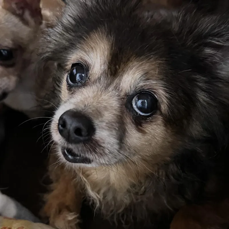 Bella