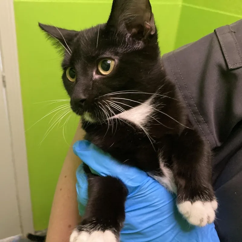 A baby small-sized female Black Domestic Short Hair cat named Shadow for adoption in Midland, TX