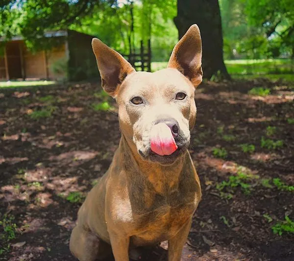 An adult large-sized male Pit Bull Terrier dog named Shakey for adoption in Mobile, AL
