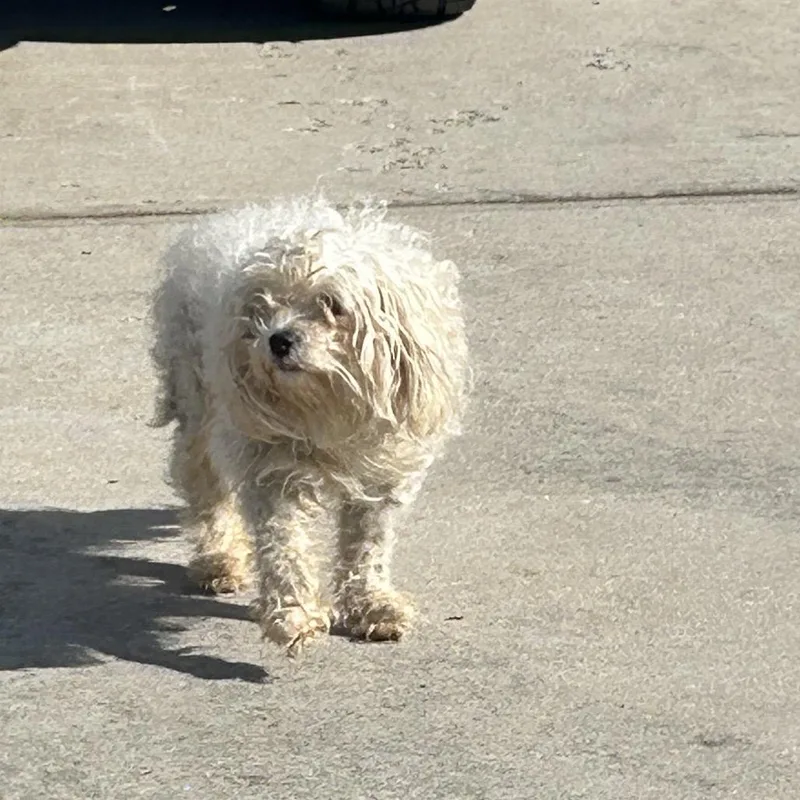 Malibu Barbie thumbnail 2