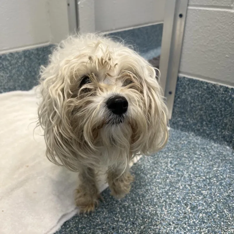 Malibu Barbie thumbnail 3