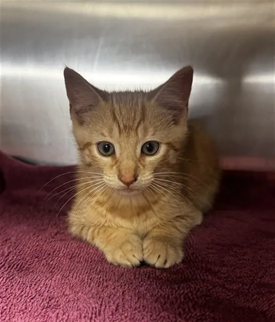 A baby small-sized male Domestic Short Hair cat named Mark for adoption in Statesville, NC