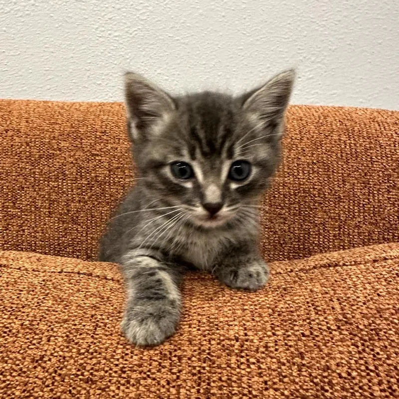 A baby small-sized male Gray / Blue / Silver Domestic Short Hair cat named Shiva for adoption in Los Angeles, CA