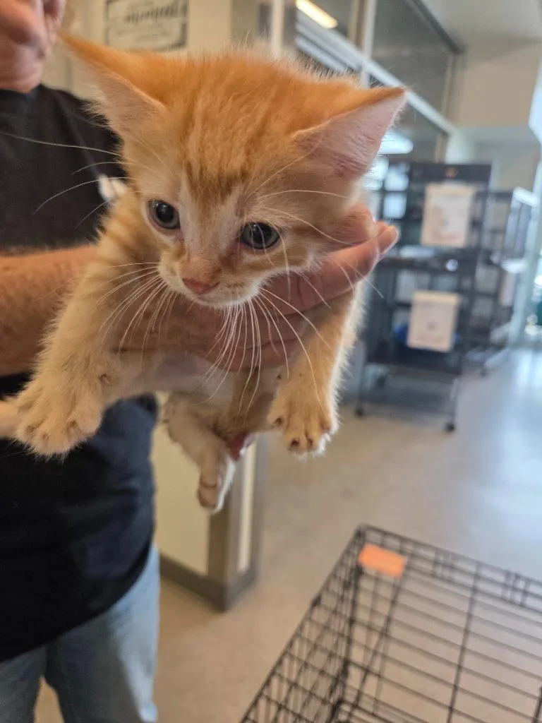 A baby small-sized male Domestic Short Hair cat named Cirus for adoption in Bossier City, LA