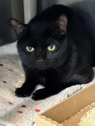 An adult small-sized male Domestic Short Hair cat named Panther for adoption in Madison, NJ