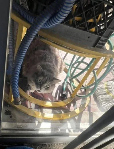 An adult large-sized female Dilute Calico Domestic Long Hair cat named Mona for adoption in Los Angeles, CA