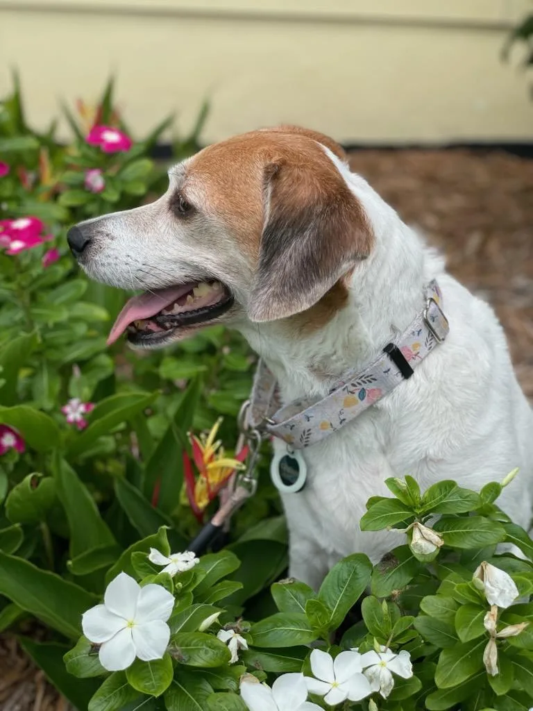 An adult medium-sized female Beagle dog named Hattie for adoption in Royal Palm Beach, FL