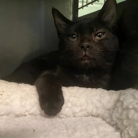 A baby small-sized female Black Domestic Short Hair cat named Vanna for adoption in Dayton, OH