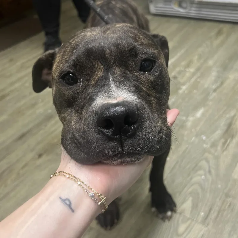 An adult medium-sized female Brindle Mixed Breed dog named Veda for adoption in Summerville, SC