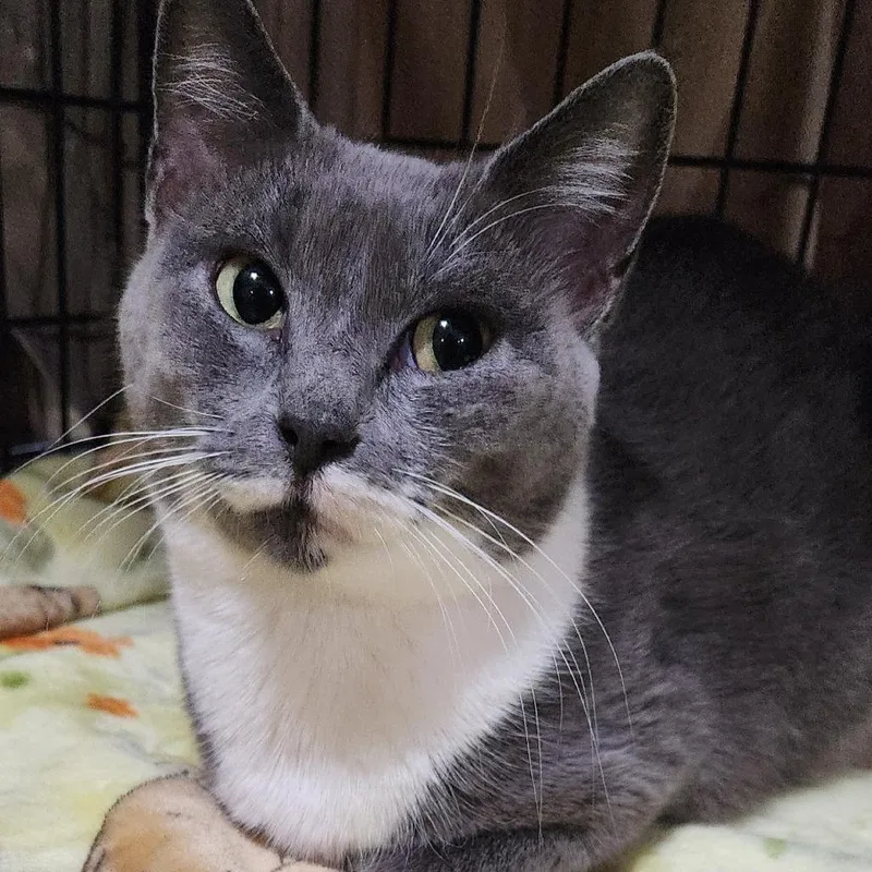 An adult small-sized female Gray / Blue / Silver Domestic Short Hair cat named Kelsey C for adoption in Corsicana, TX