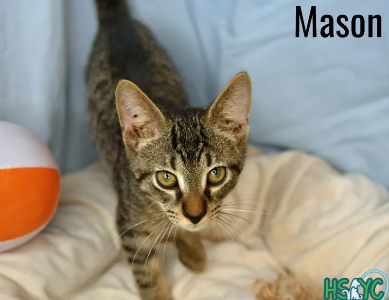A baby medium-sized male Domestic Medium Hair cat named Mason for adoption in Fort Mill, SC