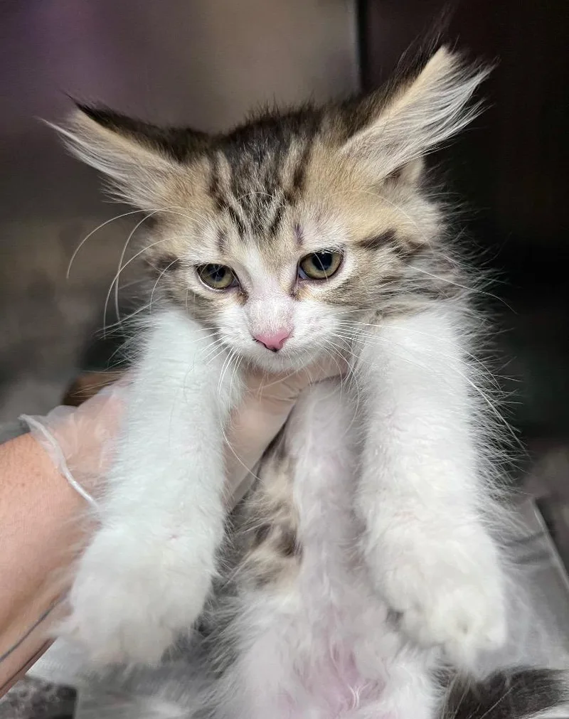 A baby medium-sized female Domestic Long Hair cat named Heliotrope for adoption in Cincinnati, OH