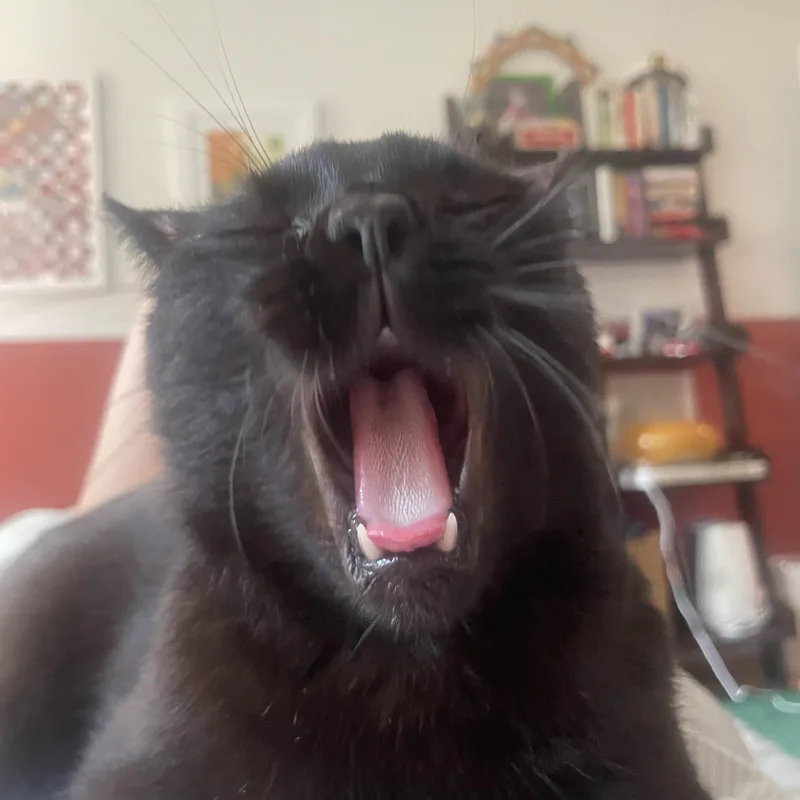 An adult medium-sized male Black American Shorthair cat named Wilbur for adoption in Brooklyn, NY