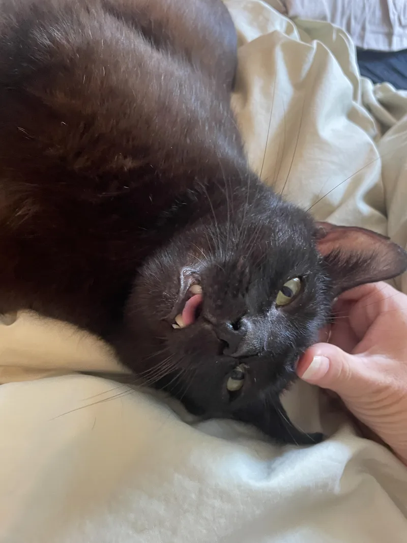Wilbur thumbnail 2