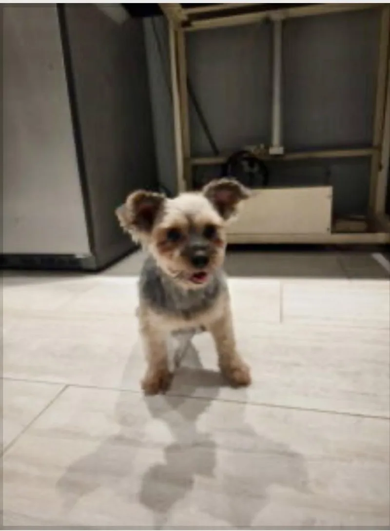 An adult small-sized female Yorkshire Terrier dog named Stella Parton for adoption in Norfolk, VA