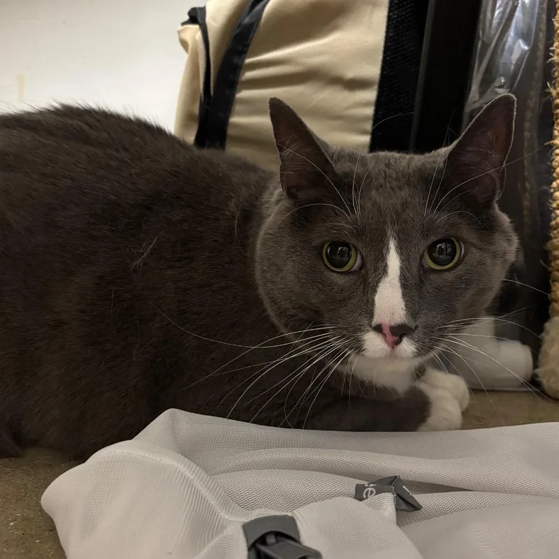 An adult extra large-sized male Gray / Blue / Silver Domestic Short Hair cat named Paul Blart Mall Cop for adoption in York, PA