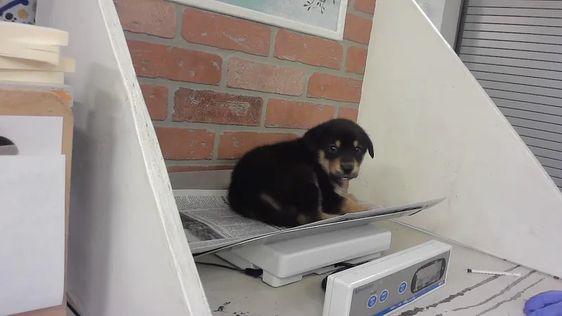 A baby small-sized female Labrador Retriever dog named Lexie for adoption in Houston, TX