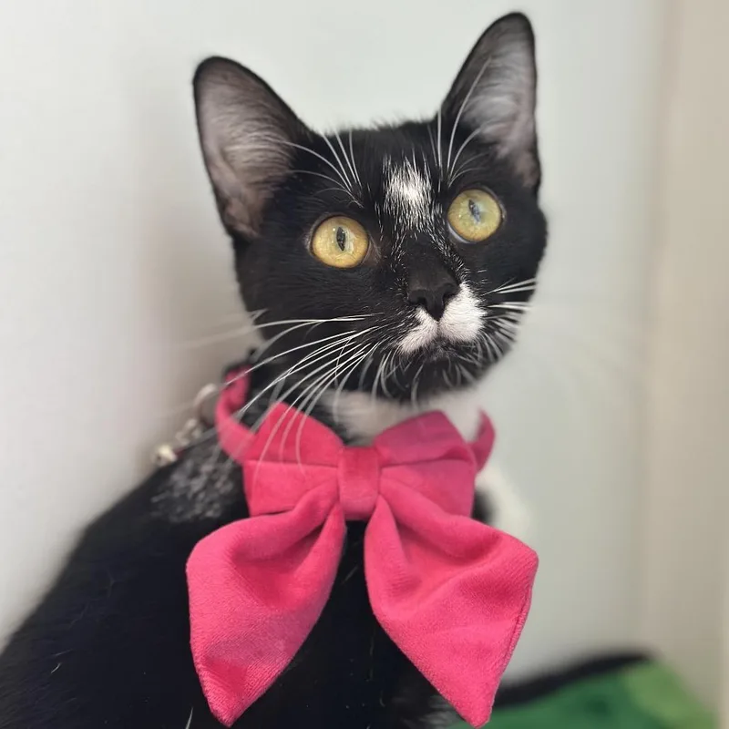 A young medium-sized female Black Domestic Short Hair cat named Ribbons for adoption in South Elgin, IL