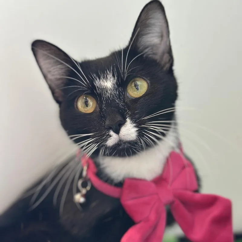 Ribbons thumbnail 6