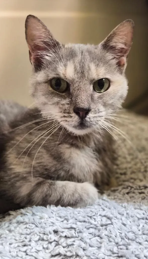 An adult medium-sized female Domestic Short Hair cat named Taylor for adoption in Mountain Home, AR