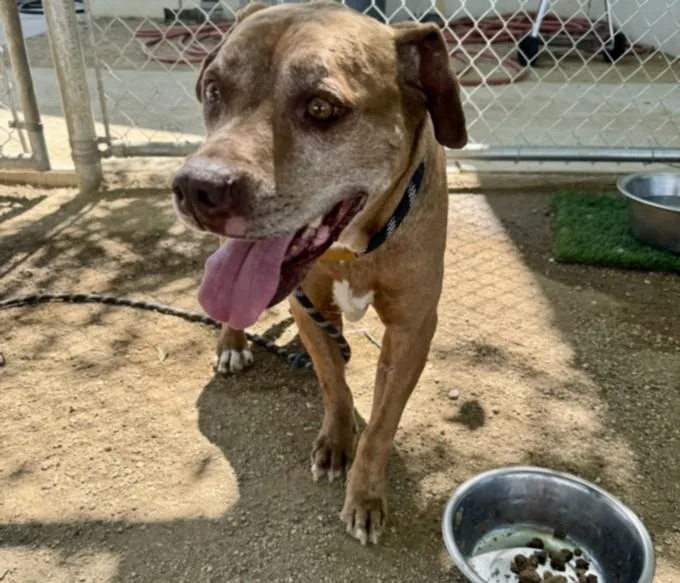 An adult large-sized female Staffordshire Bull Terrier dog named Frida for adoption in Chatsworth, CA