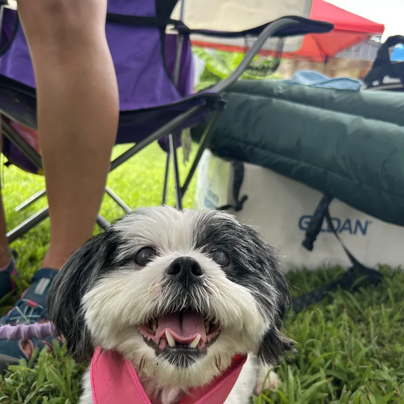A senior small-sized female Black Shih Tzu dog named Annie for adoption in Clarksville, TN