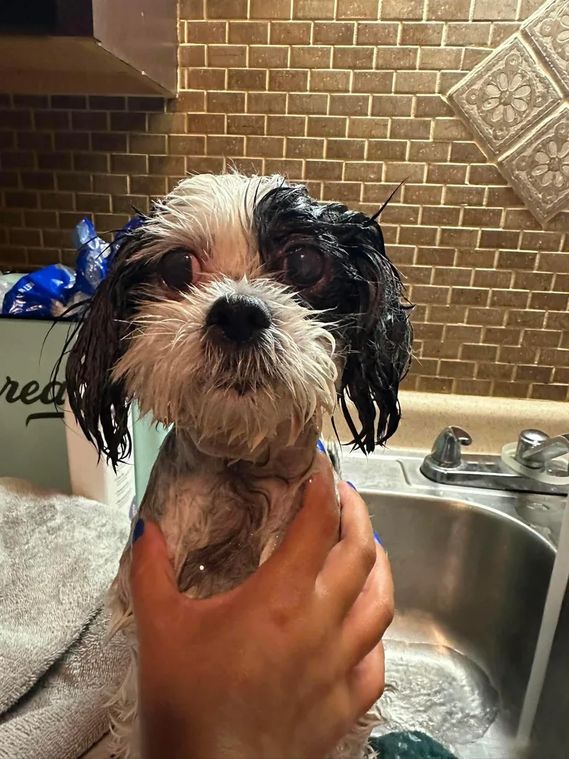 Annie thumbnail 6
