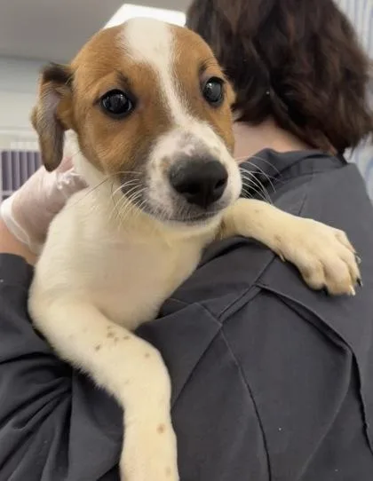 A baby medium-sized male Australian Shepherd dog named Frank for adoption in East Brookfield, MA