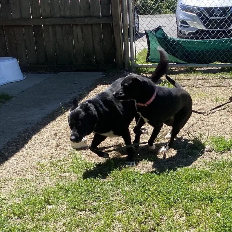 An adult large-sized male Black Shepherd dog named Hibachi for adoption in Caryville, TN