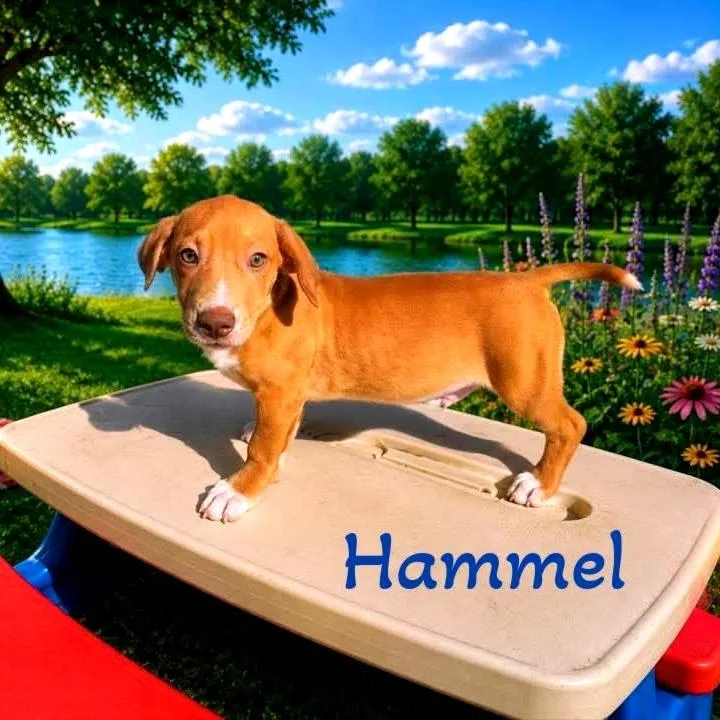 A baby medium-sized male Red / Chestnut / Orange Mixed Breed dog named Hammel for adoption in Joliet, IL