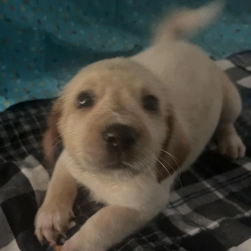 A baby medium-sized female White / Cream Basset Hound dog named Finna for adoption in Hohenwald, TN