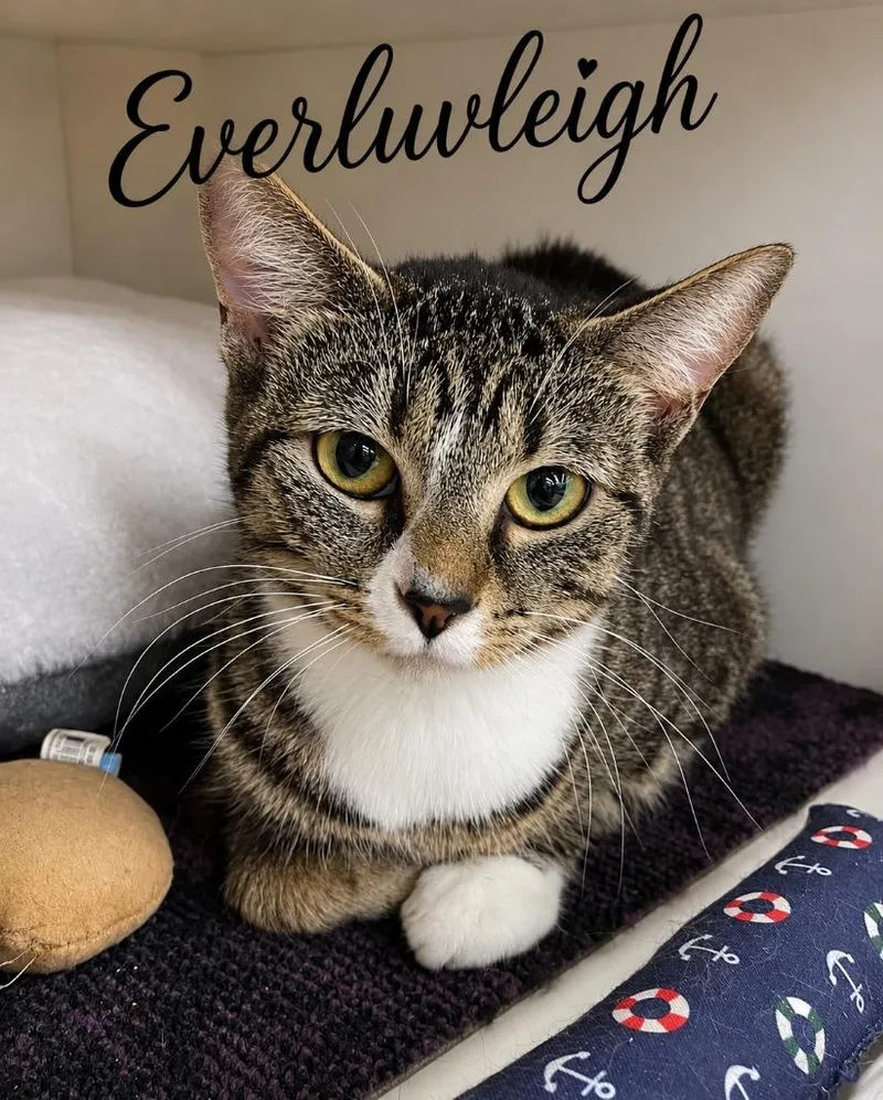 A young large-sized female Domestic Short Hair cat named Everluvleigh for adoption in Dalton, GA