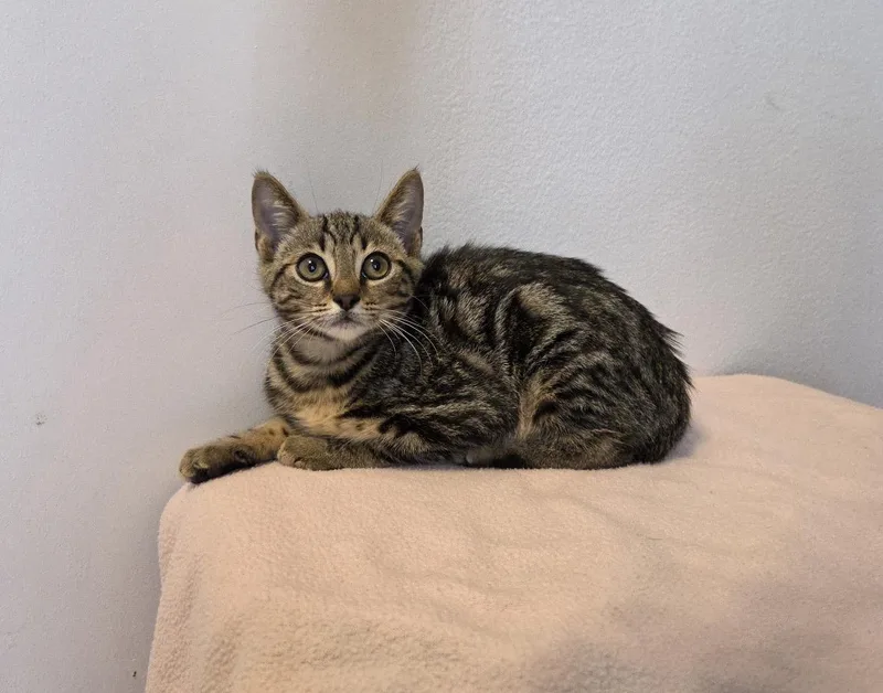 A baby medium-sized male Tabby (Brown / Chocolate) Domestic Short Hair cat named Bradshaw for adoption in Lauderhill, FL