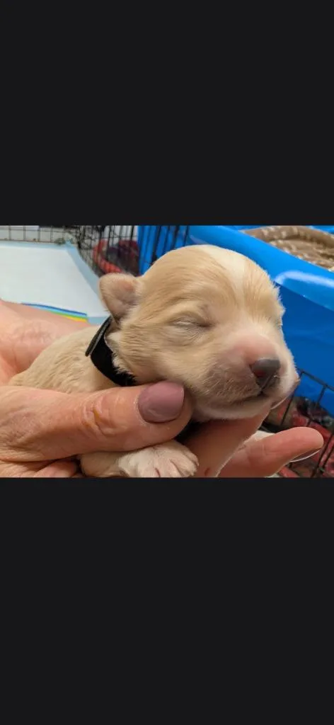 A baby small-sized male Eskimo Dog dog named Fella Black collar for adoption in Syracuse, IN