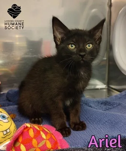 A baby small-sized female Domestic Short Hair cat named Ariel for adoption in Heath, OH