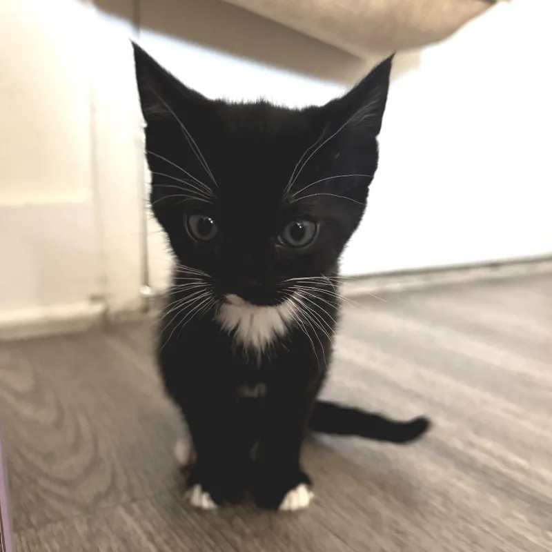 A baby small-sized female Black Domestic Short Hair cat named Kayla for adoption in Long Beach, CA