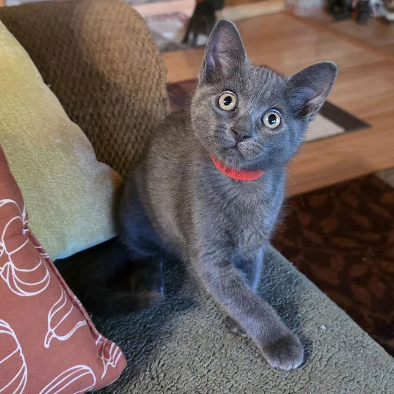 Gabby