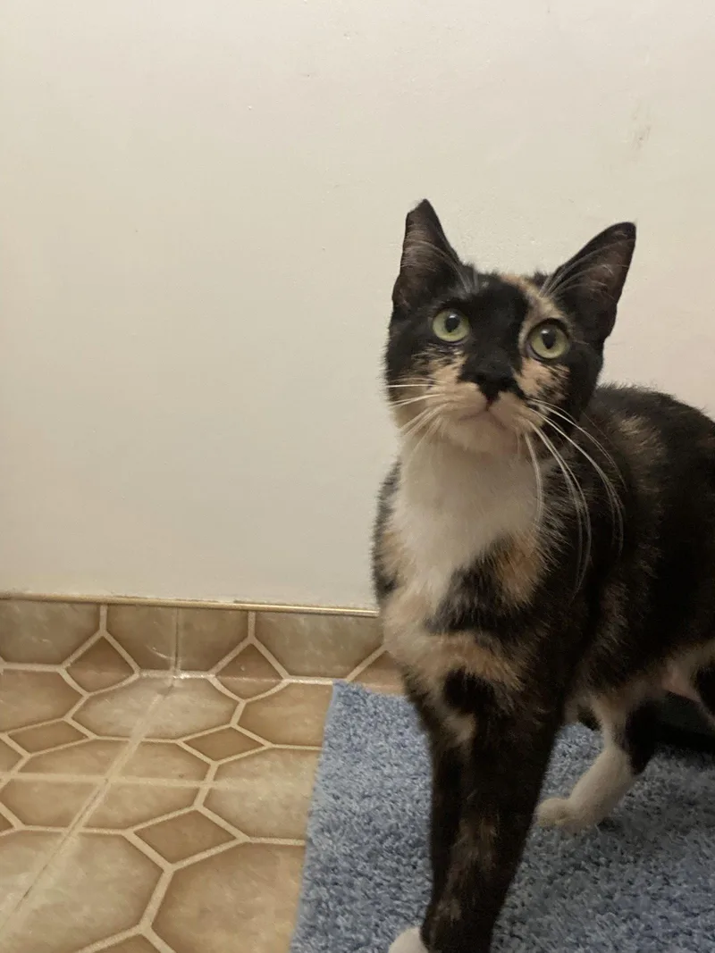 An adult medium-sized female Calico cat named Vana for adoption in Los Alamitos, CA