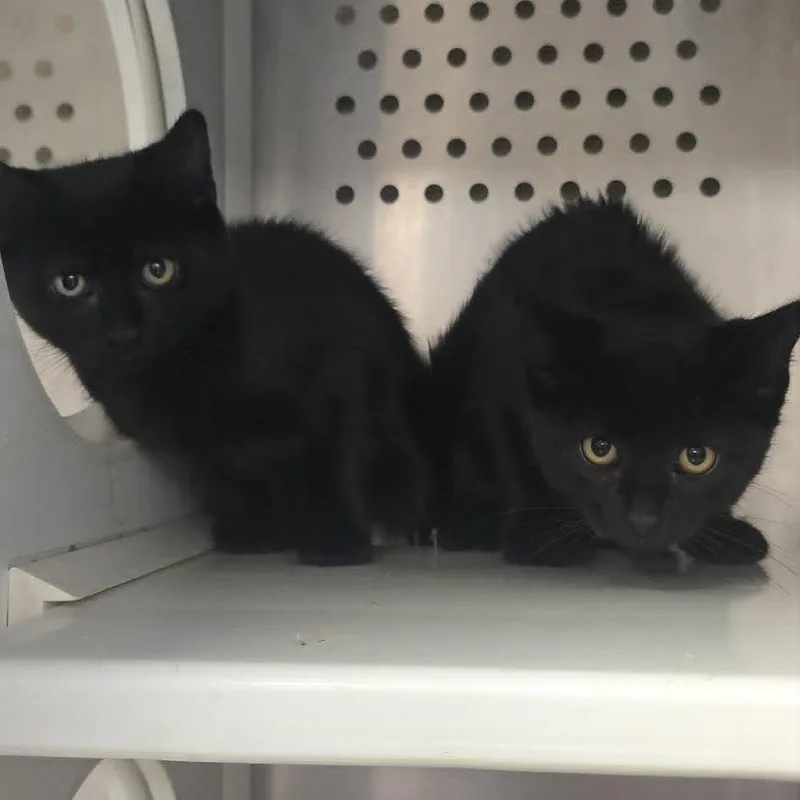 A baby medium-sized male Black Domestic Short Hair cat named Sprocket for adoption in Orange, VA