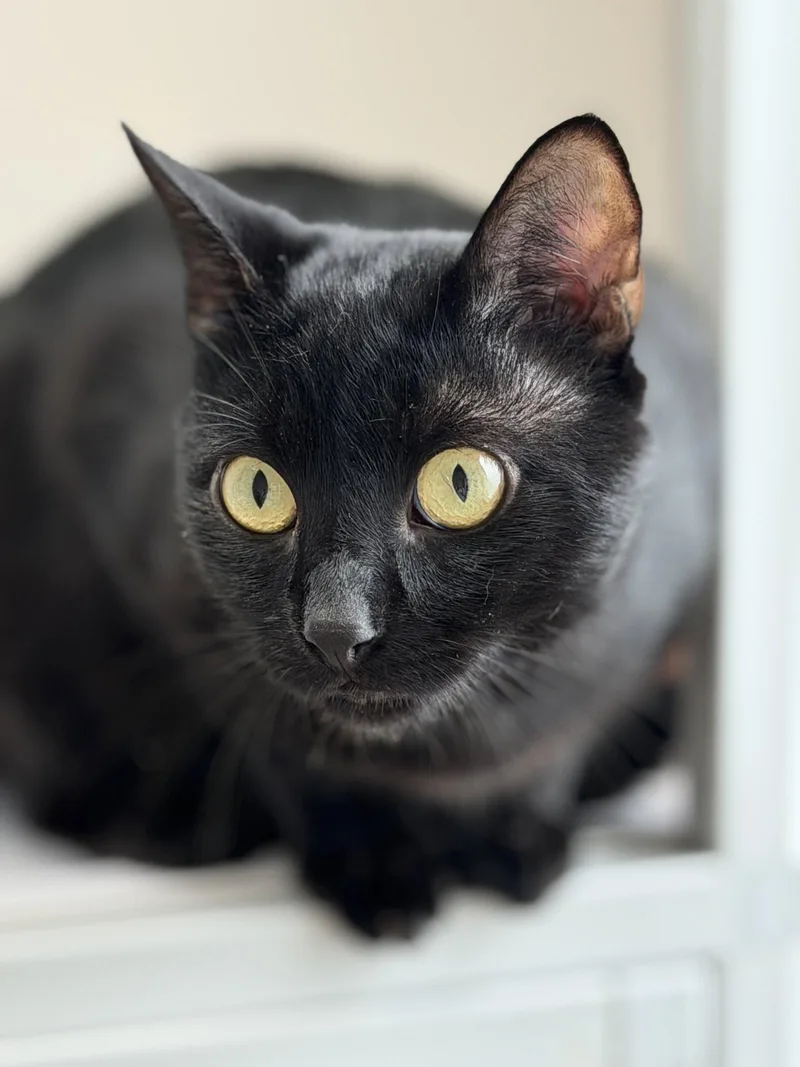 A young medium-sized male Black Domestic Short Hair cat named Diesel for adoption in Alexandria, VA