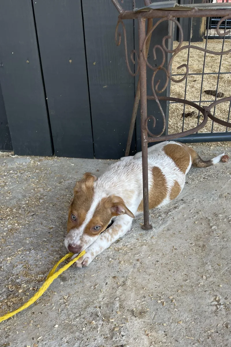 A baby small-sized female Red / Chestnut / Orange Australian Cattle Dog / Blue Heeler dog named Clover for adoption in Sadler, TX