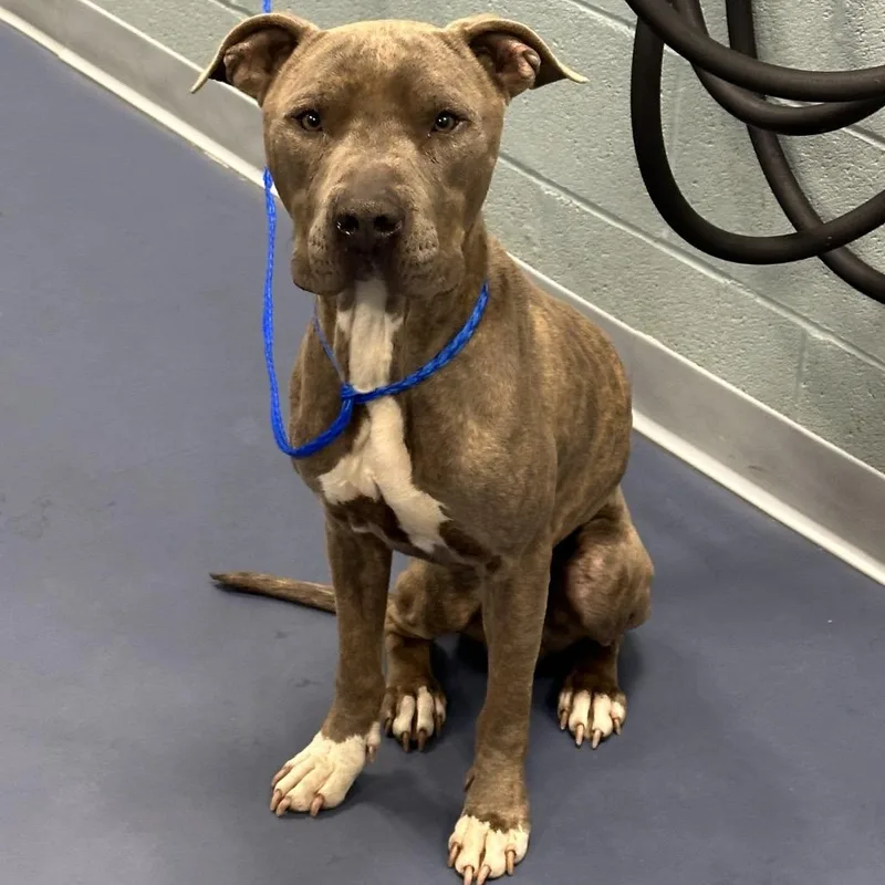 An adult medium-sized male Gray / Blue / Silver Pit Bull Terrier dog named Car Wash for adoption in Greensboro, NC