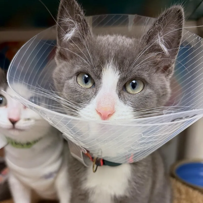 A baby small-sized male Gray / Blue / Silver Domestic Short Hair cat named Cholula for adoption in Woodinville, WA