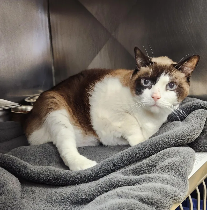 A senior medium-sized female Brown / Chocolate Snowshoe cat named Macchiato for adoption in Clayton, NJ