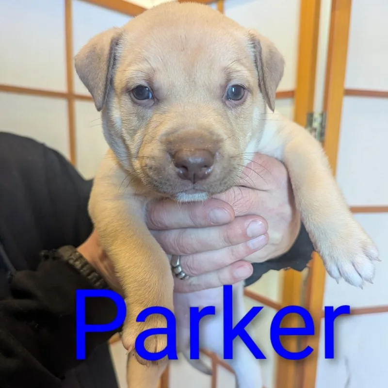 Parker D