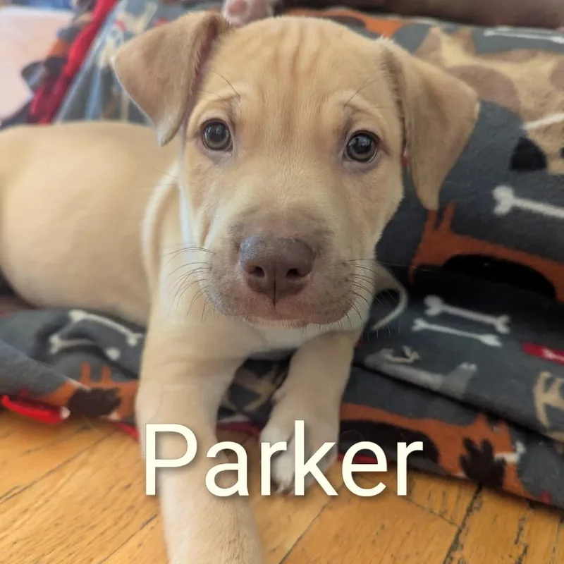 Parker D thumbnail 2