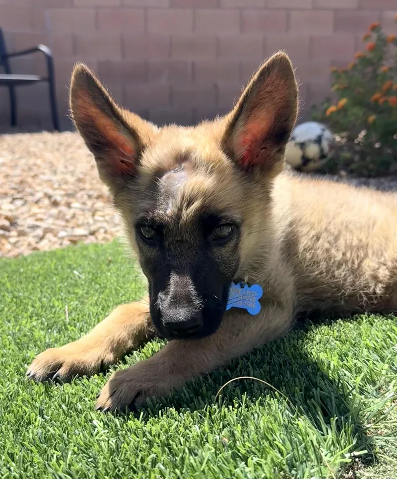 Cheyenne