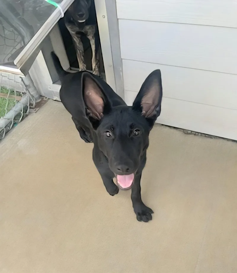 A baby large-sized male German Shepherd Dog dog named Batman for adoption in Gun Barrel City, TX