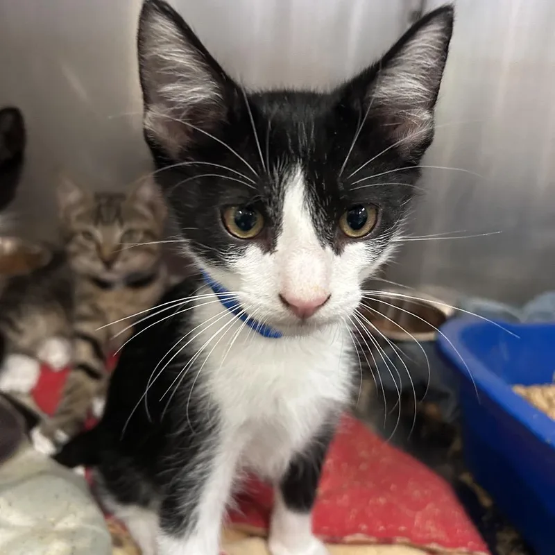 A baby small-sized male Black Domestic Short Hair cat named Peter for adoption in Lakeland, FL