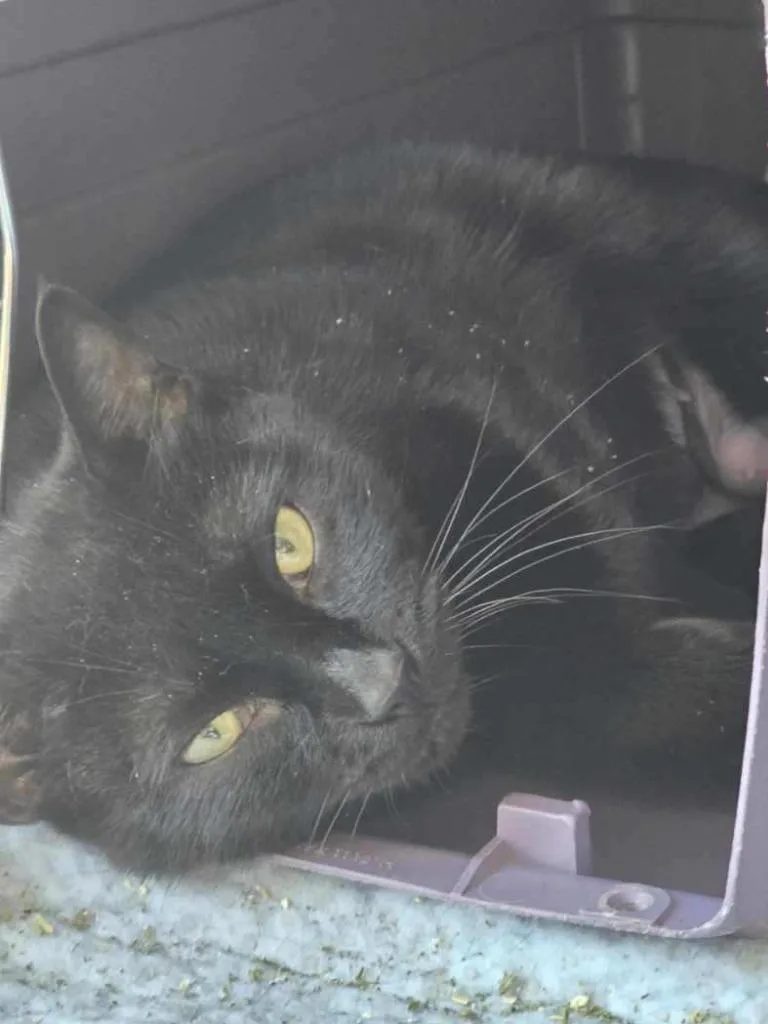 A young medium-sized female Domestic Short Hair cat named Pettit for adoption in Shoreline, WA